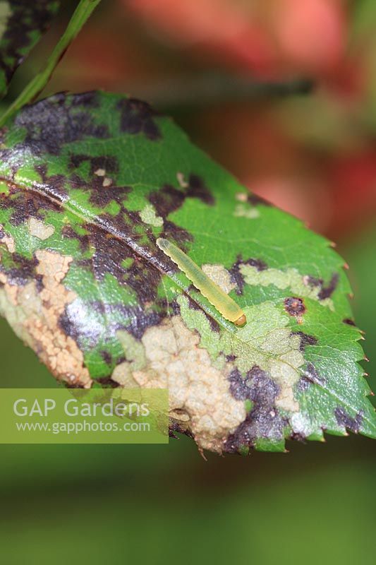Endelomyia aethiops - Rose slug sawfly larva feeding on top surface of rose leaf