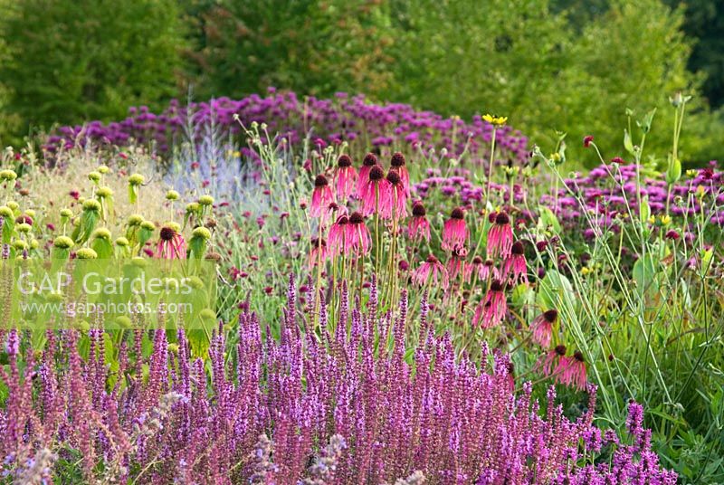 Perennial Meadow backed by a grove of Cercidiphyllum japonicum. Echinacea pallida, Salvia, Stachys 'Hummelo', Phlomis, Monarda 'Scorpion. The Walled Garden at Scampston Hall, Yorkshire designed by Piet Oudolf