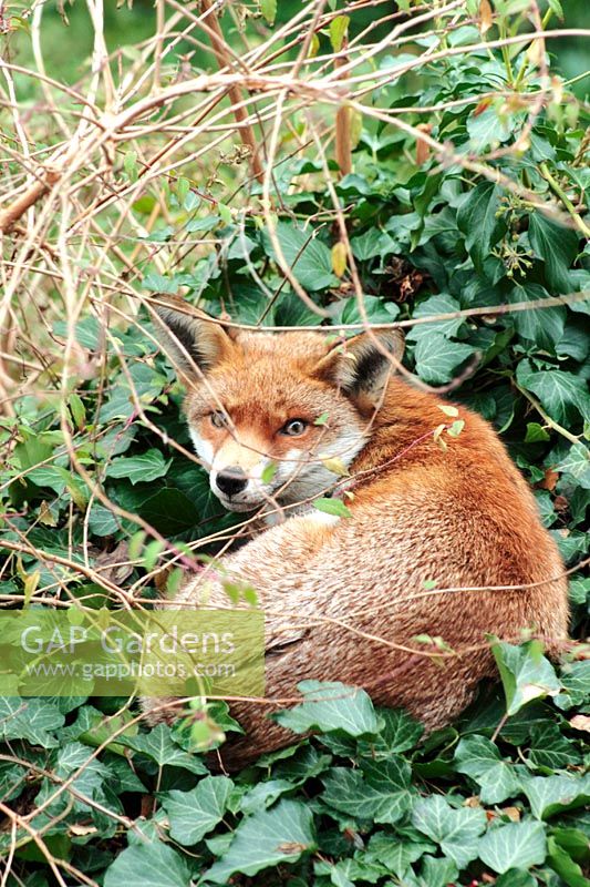 Urban fox sitting amongst ivy and fuchsia on the roof of a garden shed