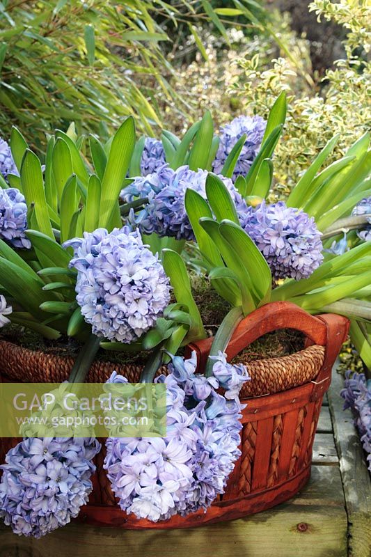 Large basket planted with Hyacinthus orientalis 'Delft Blue' in February