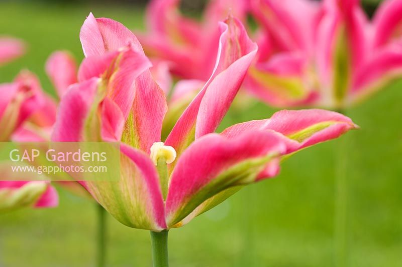 Tulipa 'Virichic' - Chenies Manor Garden
