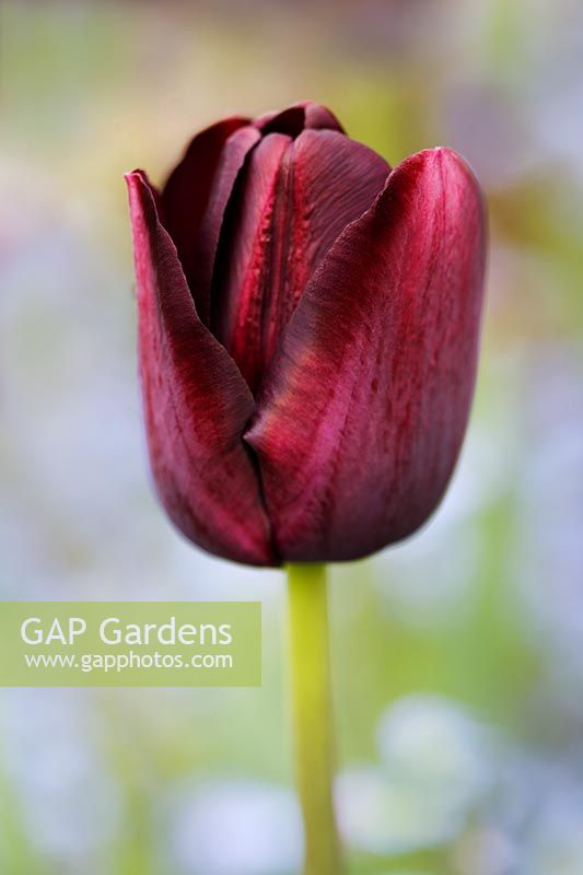 Tulipa 'Queen of Night' - Chenies Manor Gardens