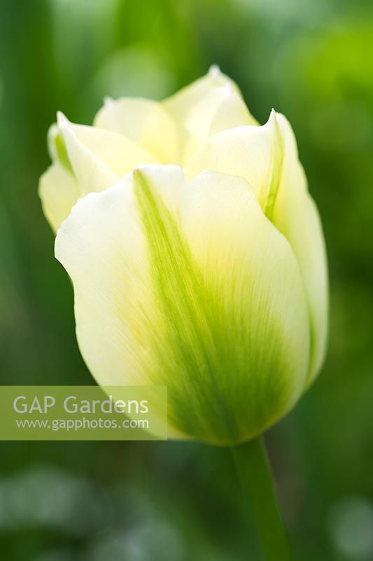 Tulipa 'Spring Green' - Chenies Manor Gardens 