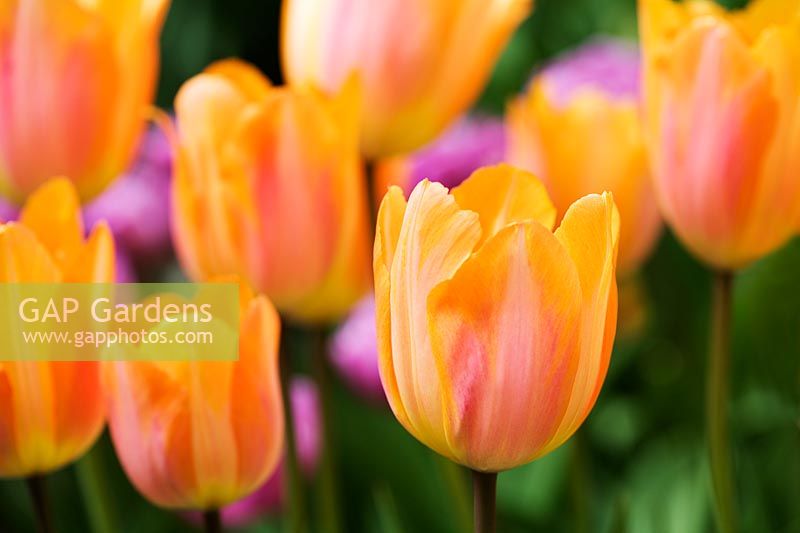 Tulipa 'Apricot Beauty' - Chenies Manor Gardens
