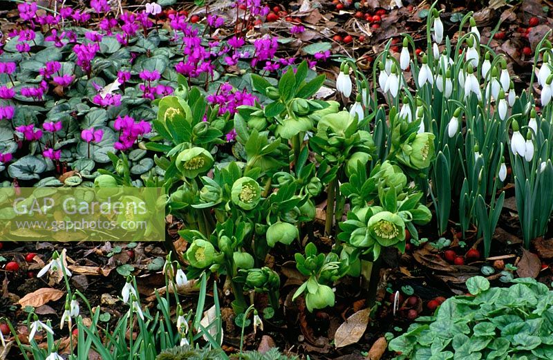 The Spring garden with Snowdrops, Cyclamen and Helleborus x hybridus 'Greencups' - Woodchippings, Northamptonshire