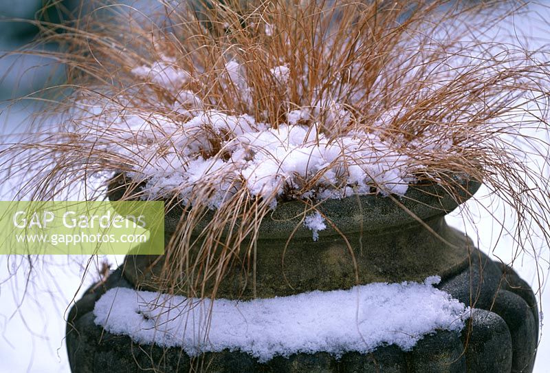 Stipa in a container in snow - Woodchippings, Northamptonshire