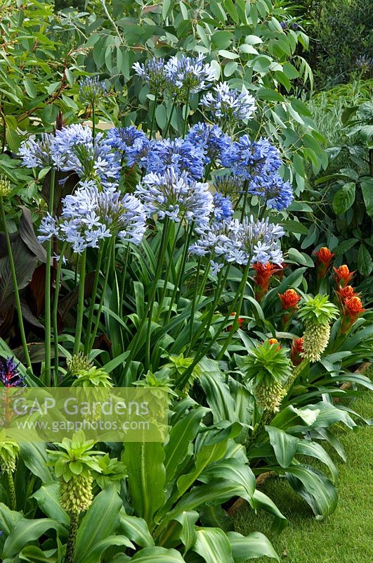 Agapanthus and Eucomis. Design - Sarah Eberle for Holiday Inn - RHS Hampton Court Palace Flower Show - Gold medal