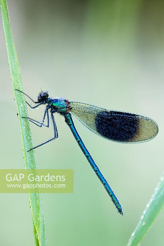 Calopteryx splendens - Banded Demoiselle covered in dew on a grass stem