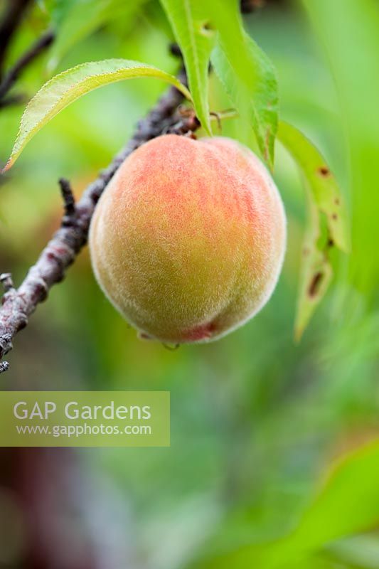 Prunus persica - Late peach