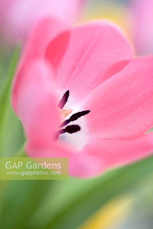 Pale pink tulip with striking back centre