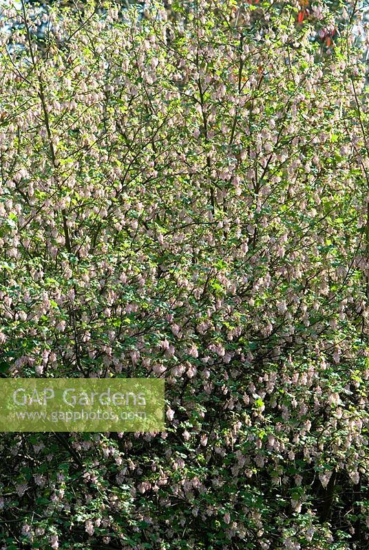 Ribes sanguineum 'Carneum'  - Flowering Currant