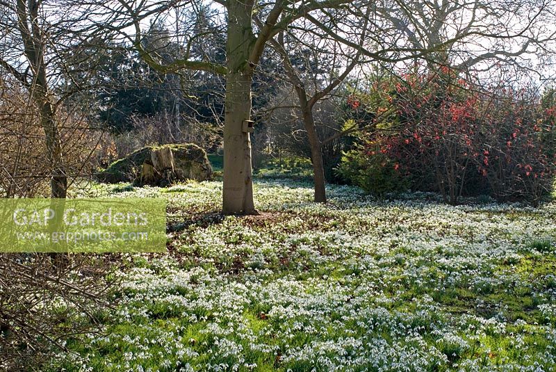 Galanthus nivalis - Carpet of Snowdrops in the woods at Chippenham Park, Cambridgeshire - NGS Open Day for Snowdrops 10 February 