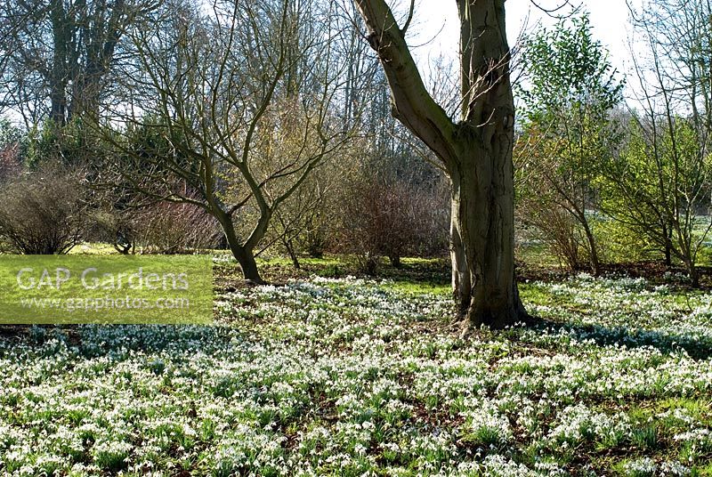 Galanthus nivalis - Carpet of woodland Snowdrops at Chippenham Park, Cambridgeshire