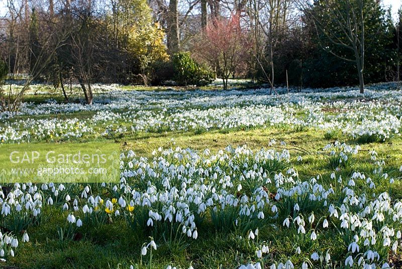 Galanthus nivalis - Carpet of Snowdrops and Eranthis hyemalis - Winter Aconites in the woods at Chippenham Park, Cambridgeshire. NGS Open Day for Snowdrops 10 February 