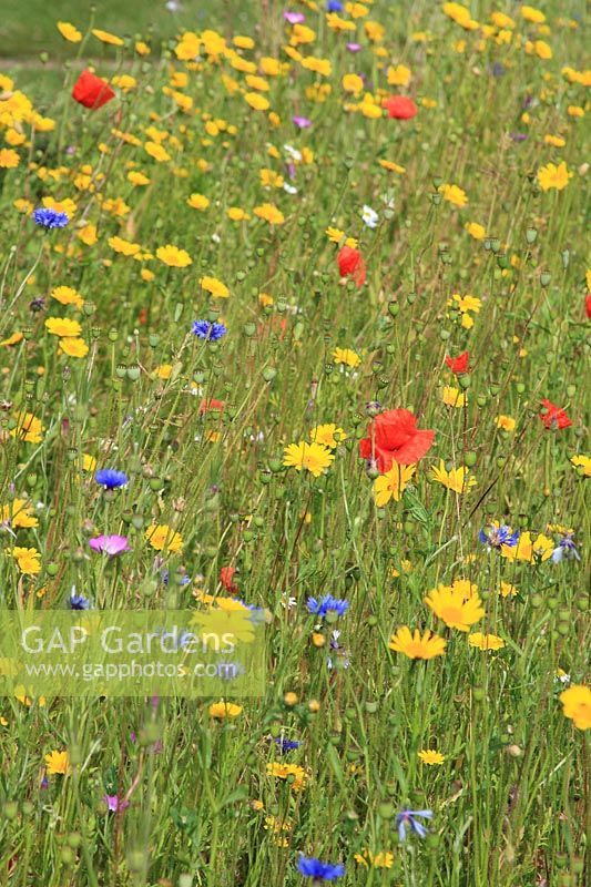 Wild flower meadow with poppies, corn marigold and corn cockles