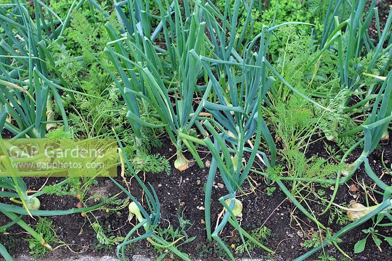 Interplanting carrots with onions to confuse and deter carrot fly by disguising the scent