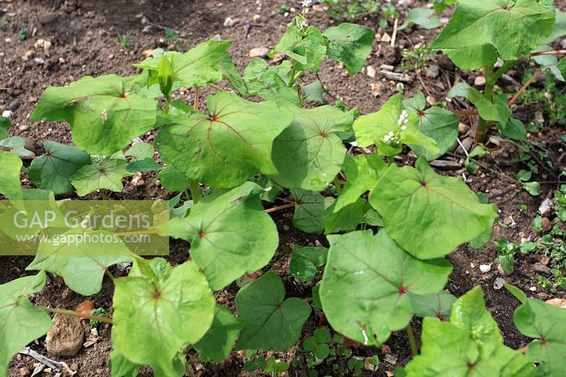 Fagopyrum esculenyum - Buckwheat can be used as a green manure