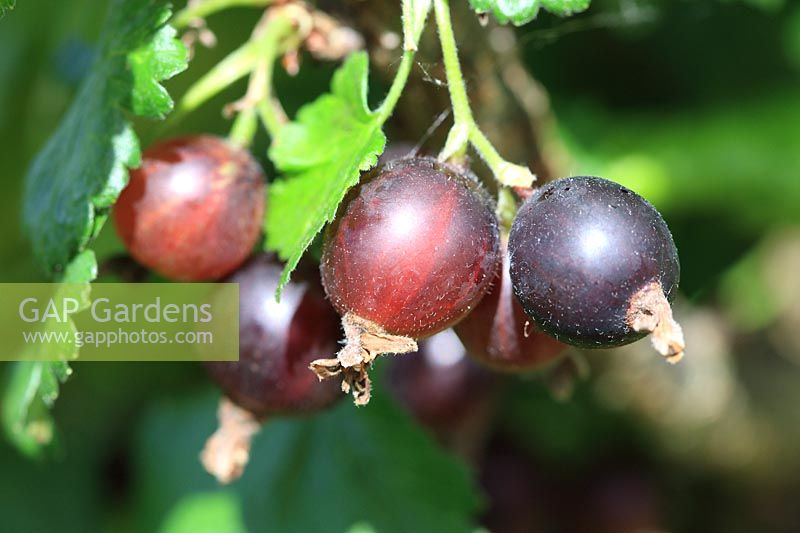 Ribes nidigrolaria - Jostaberry, a cross between a gooseberry and a blackberry ripe fruit