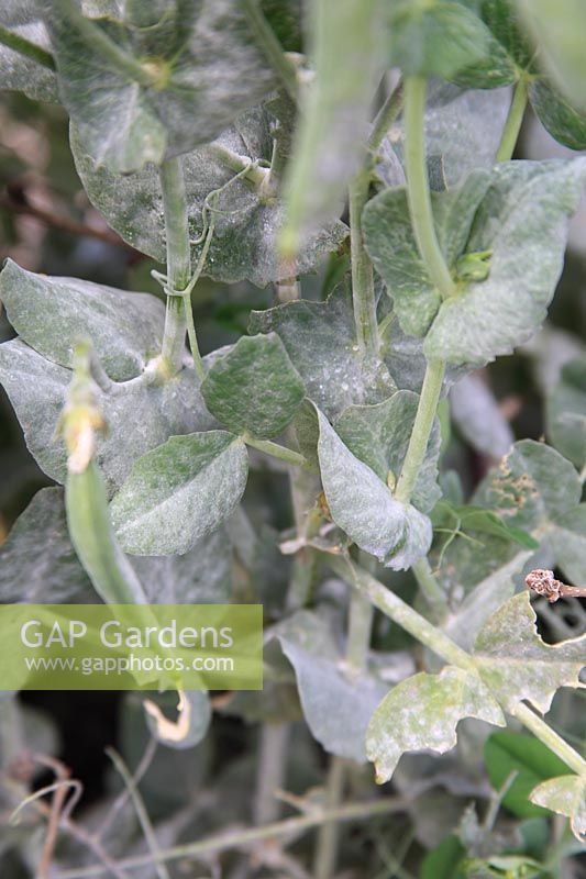 Erysiphe pisi - Pea powdery mildew covering pea crop