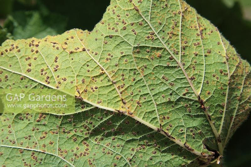 Puccinia malvacearum - Hollyhock rust, close up of pustules on underside of leaf