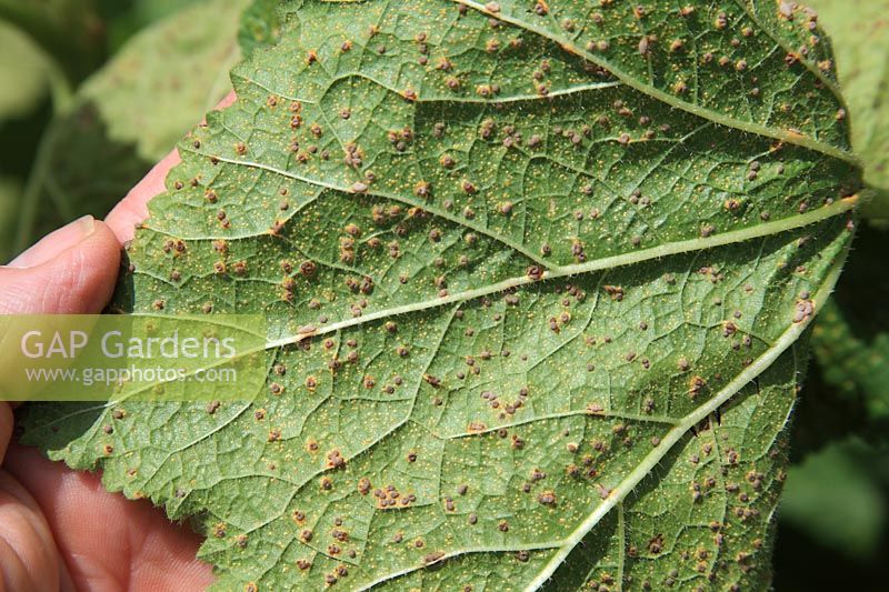 Puccinia malvacearum - Hollyhock rust, close up of pustules on underside of leaf