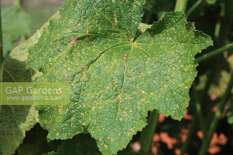 Puccinia malvacearum - Hollyhock rust, close up of pustules on top surface of leaf