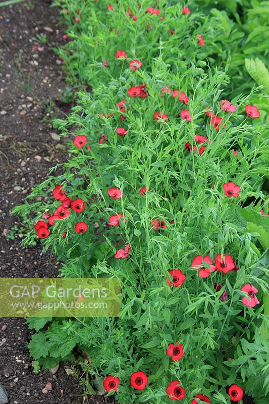 Linum rubrum - Flax used to deter carrot fly
