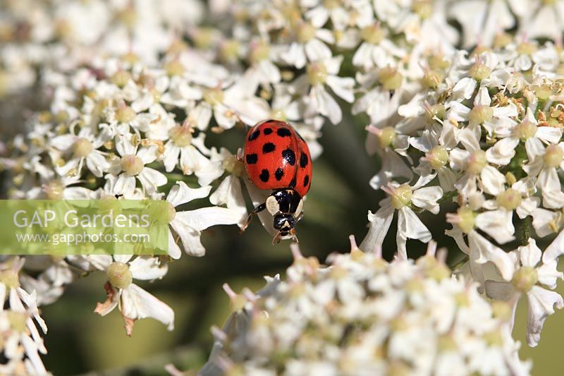Harlequin ladybird - Harmonia axyridis walking across Umbelifer flower