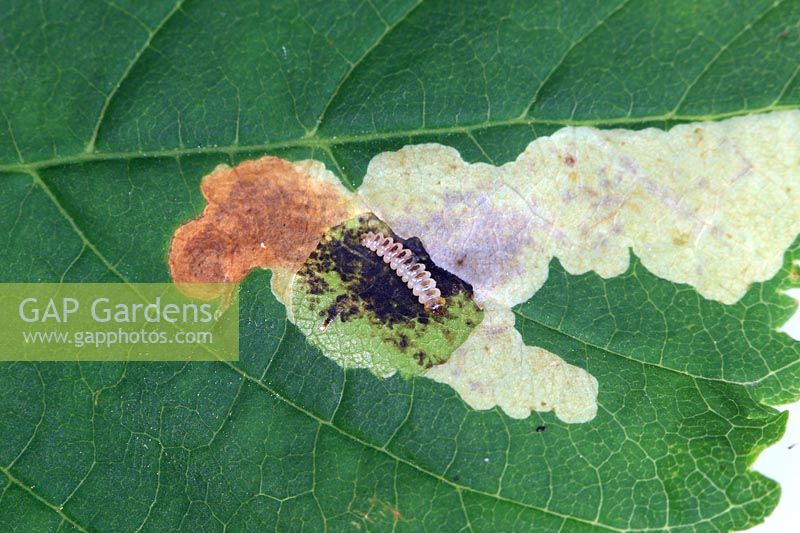 Cameraria ohridella or Horse Chestnut leaf miner - Caterpillar in mine