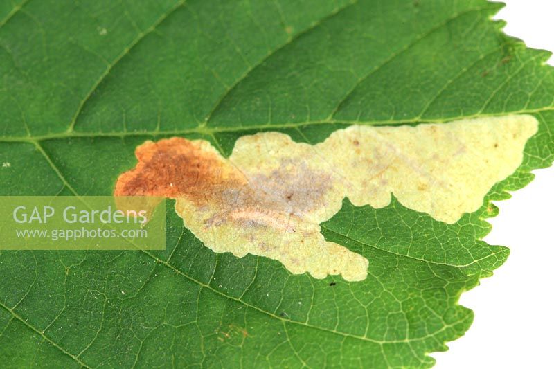 Cameraria ohridella or Horse Chestnut leaf miner - Mines in leaf from upper surface 