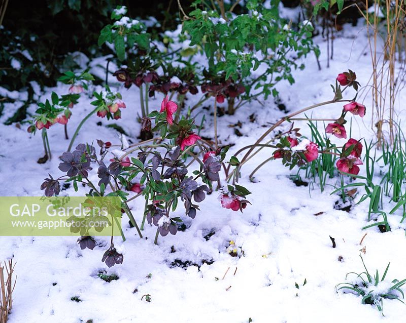 Helleborus in snow