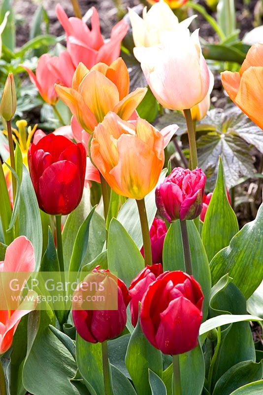 Tulipa 'Apricot Beauty', 'Bestseller', Cassini' and 'Annelinde'