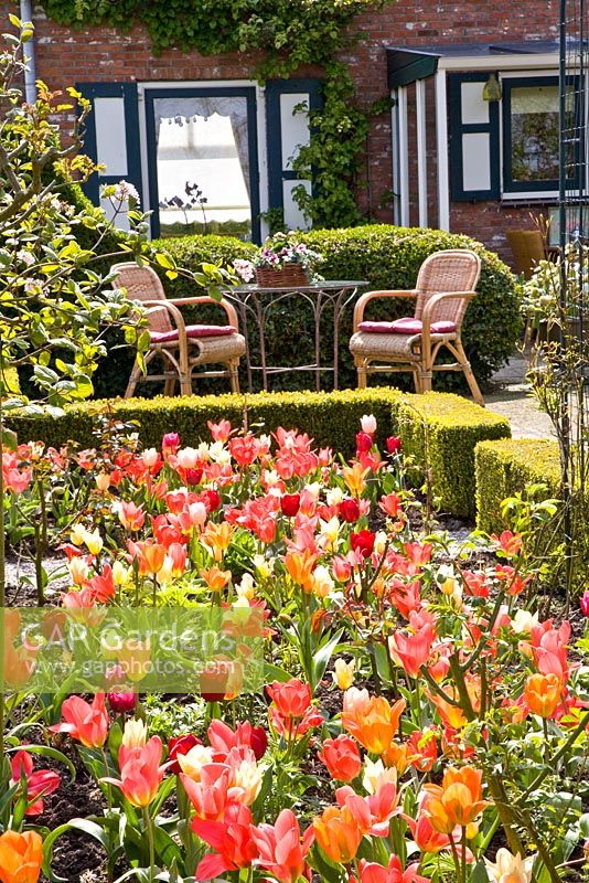 Seating area overlooking mixed Tulip bed - Tulipa 'Annelinde', 'Apricot Beauty', 'Bestseller', 'Cassini', 'Sweet Lady', 'Toronto' and 'Fÿr Elise' 