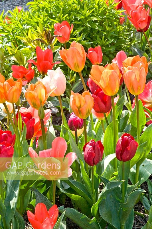 Tulipa 'Apricot Beauty', 'Bestseller', 'Cassini' and 'Annelinde' 
