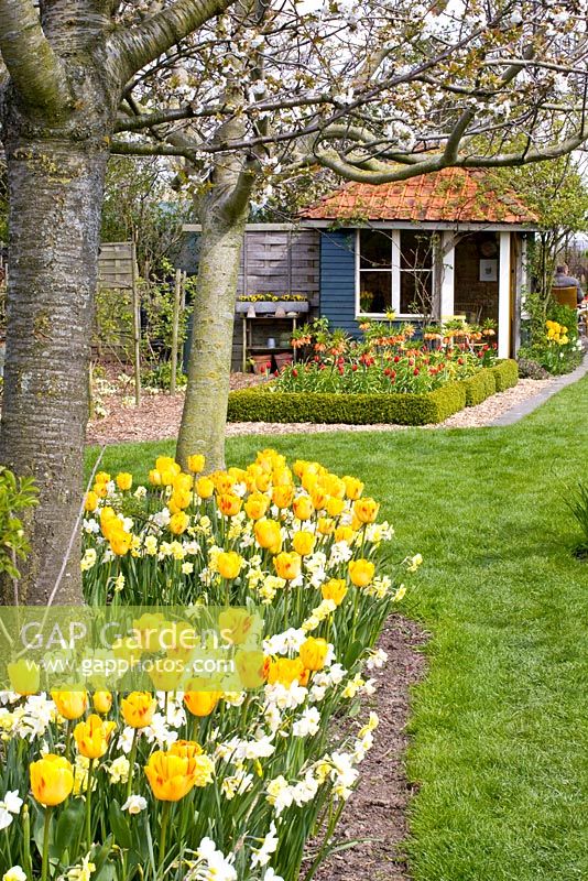 Mixed Spring border beneath trees - Tulipa 'Juliette' with Narcissus 'Yellow Cheerfulness, 'Tripartite' and 'Waterperry' 