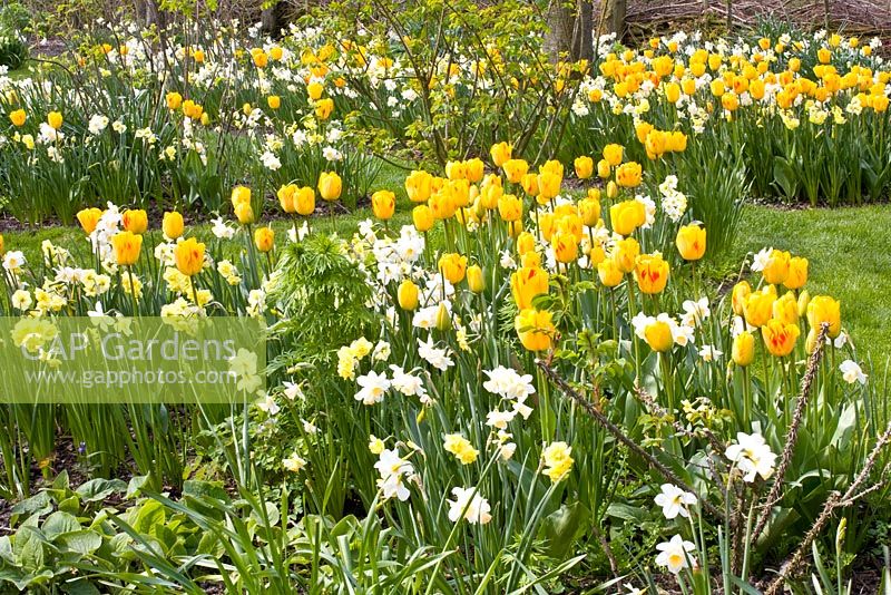 Mixed Spring border - Tulipa 'Juliette' and Narcissus 'Yellow Cheerfulness', 'Tripartite', and 'Waterperry'
