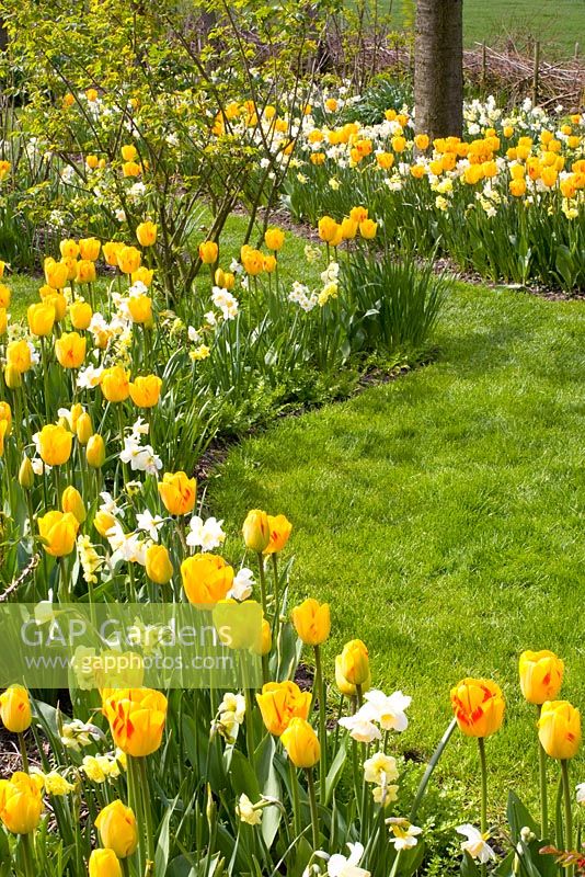 Mixed Spring border - Tulipa 'Juliette', Narcissus 'Yellow Cheerfulness', 'Tripartite' and 'Waterperry' 