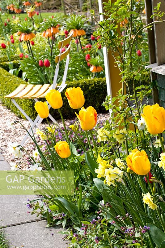 Mixed Spring border with Tulipa 'Juliette' and Narcissus 'Yellow Cheerfulness' with seat in background