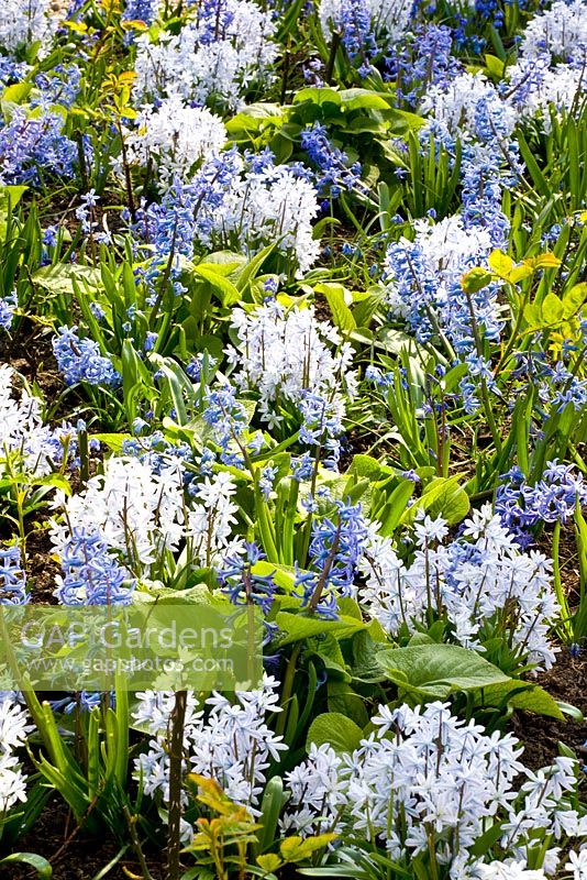 Mixed Sping border - Puschkinia libanotica and Hyacinthus 'Festival Blue' 