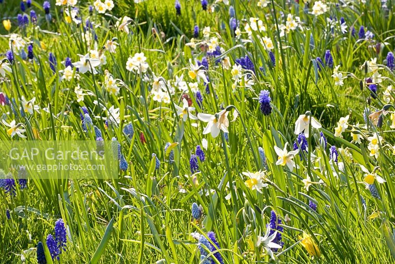 Meadow with Narcissus 'Minnow', Narcissus 'Jack Snipe', Muscari azureum, Muscari latifolium, Muscari botryoides 'Album' and Muscari 'Valerie Finnes' 