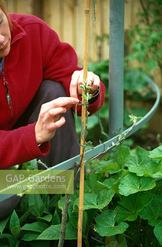 Woman training apple tree on bamboo cane and metal plant support to form an espalier

