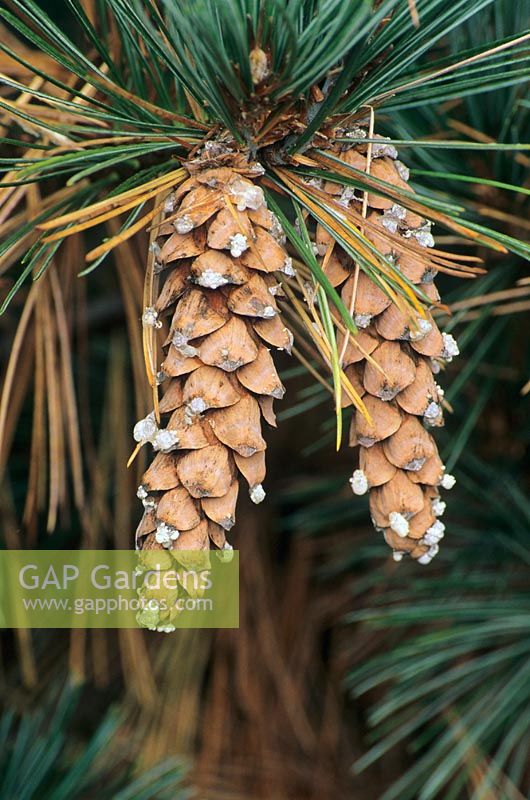 Pinus strobus 'Macopin' - White Pine