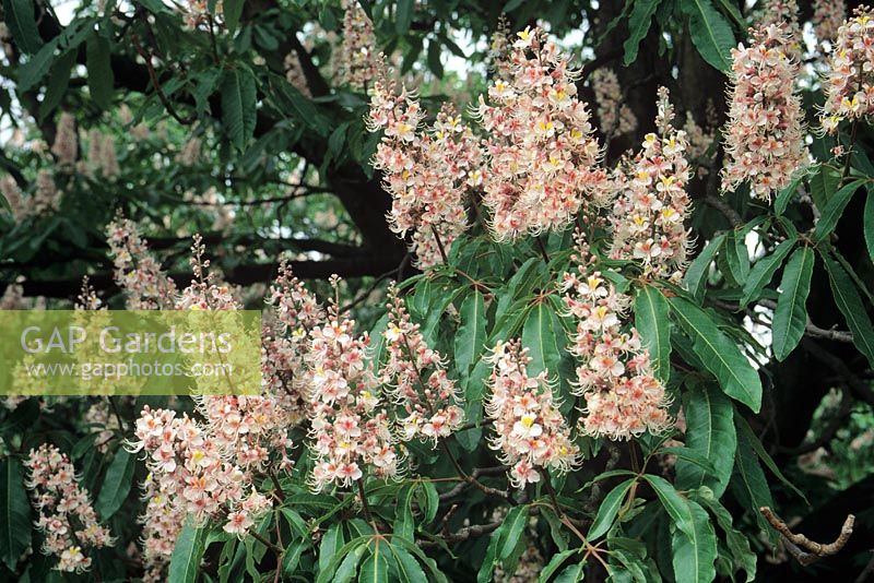 Aesculus indica 'Sydney Pearce' - Indian Horse chestnut