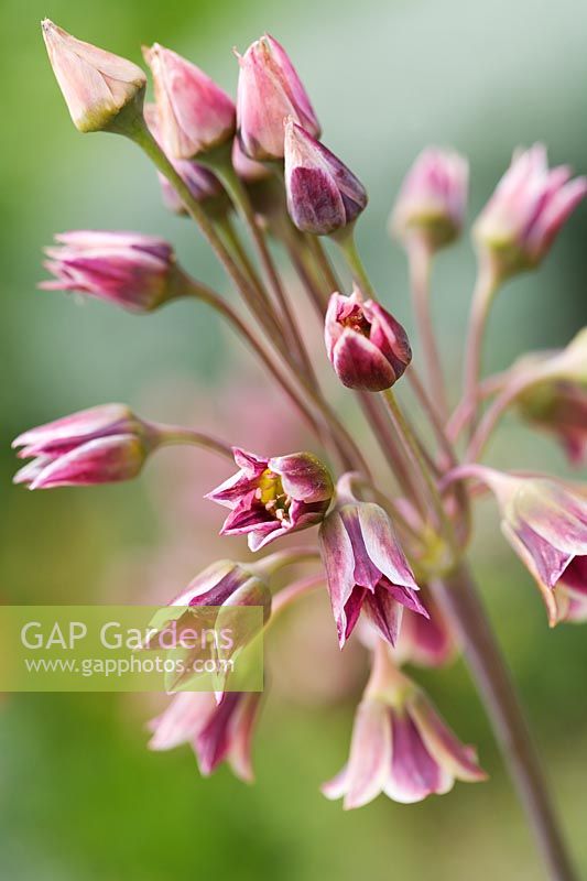 Nectaroscordum siculum growing in the Gravel Garden - The Beth Chatto Gardens