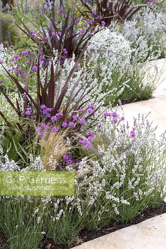 White lavender and Verbena in border - Three in One Garden - RHS Hampton Court Flower Show 2008 