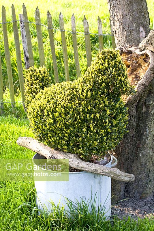 Buxus topiary bird