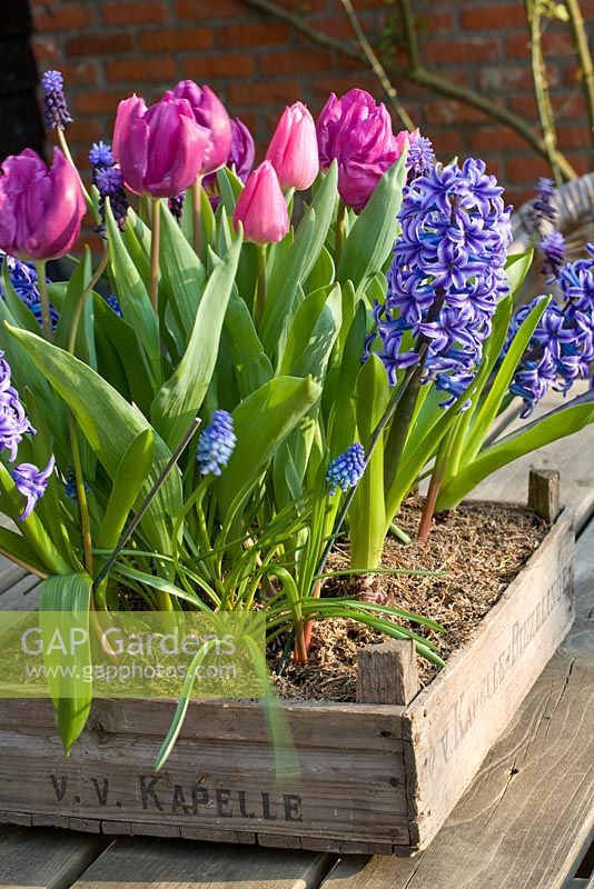 Mixed container planting of Tulipa and Hyacinthus