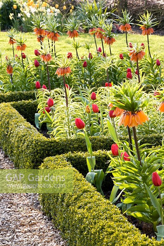 Clipped Buxus bed edges with Tulips, Fritillaria imperialis 'Premier' and 'Aureomarginata' 