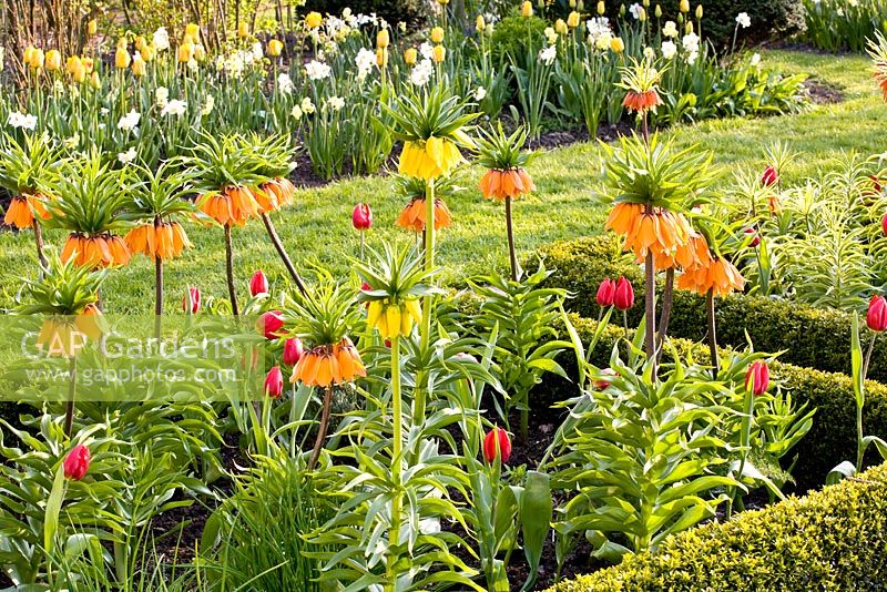 Mixed Spring bed edged with clipped Buxus - Tulipa 'Kaiserkrone', Fritillaria imperialis 'Aurora', 'Premier' and 'Aureomarginata' 