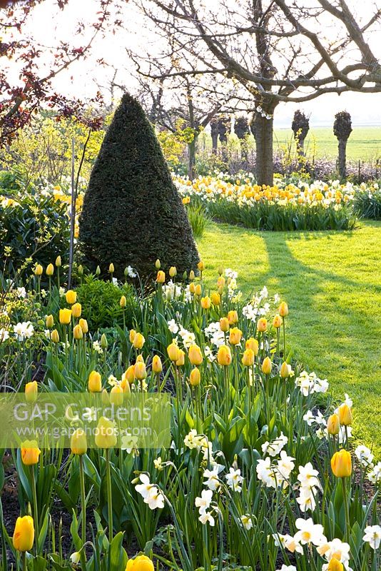 Spring flowerbed with Tulipa 'Juliette' and Narcissus 'Yellow Cheerfulness', Narcissus 'Tripartite' and Narcissus 'Waterperry'
